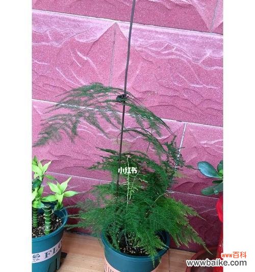 用生命之花传递希望的故事 文竹