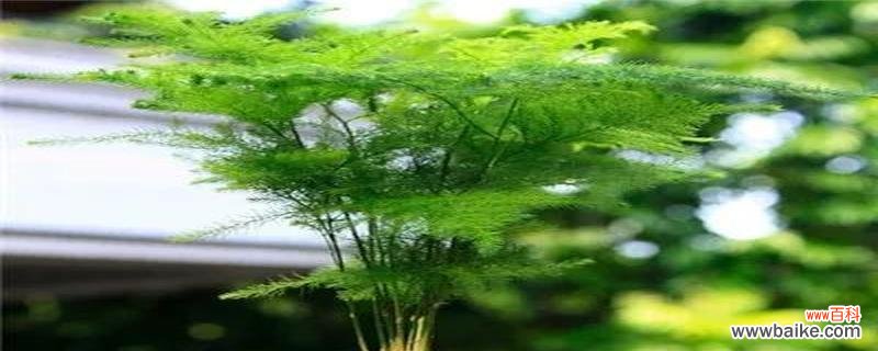 用生命之花传递希望的故事 文竹