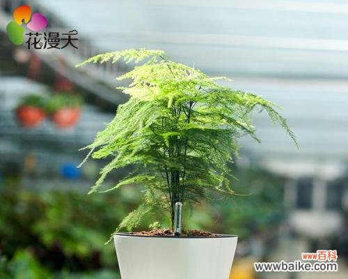 用生命之花传递希望的故事 文竹