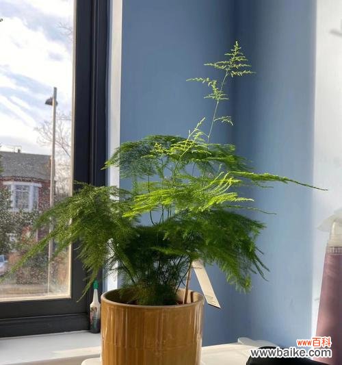 探寻文竹的吉祥象征与摆放要点 文竹的风水及寓意