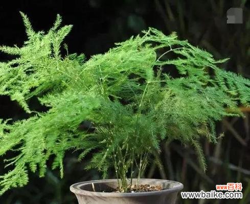 探寻文竹的吉祥象征与摆放要点 文竹的风水及寓意