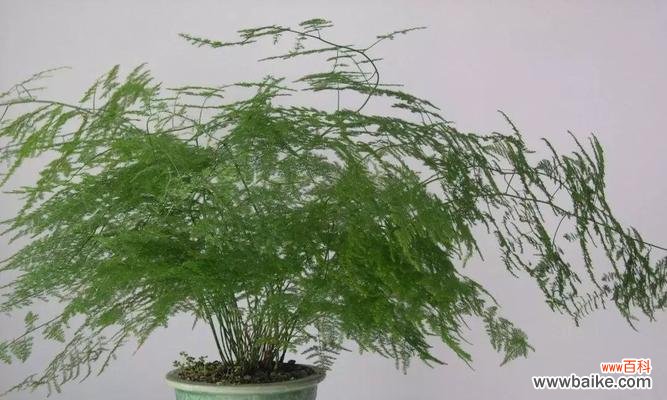 探寻文竹的吉祥象征与摆放要点 文竹的风水及寓意