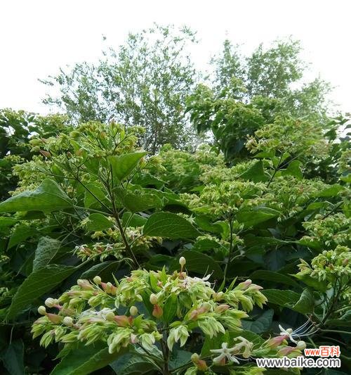 春秋战国时期的梧桐之美 梧桐的寓意与人生智慧