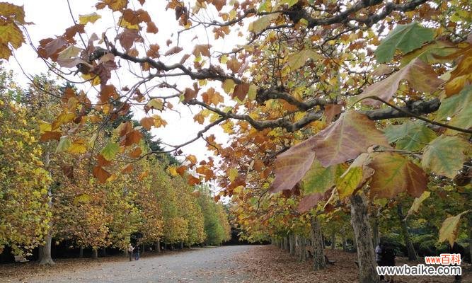 春秋战国时期的梧桐之美 梧桐的寓意与人生智慧