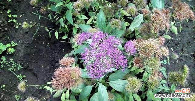 探寻以夕雾花的秘密 以夕雾花的传说和花语