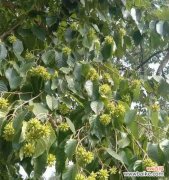 又名幸福树的喜树 喜树之美——探寻寓意与传承