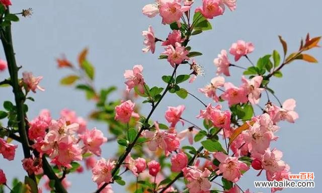 欣赏夏天的芳香和色彩缤纷 夏日之花