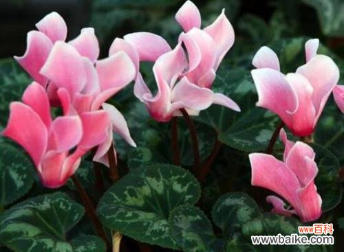 揭秘仙客来花语之谜 仙客来的花语及含义