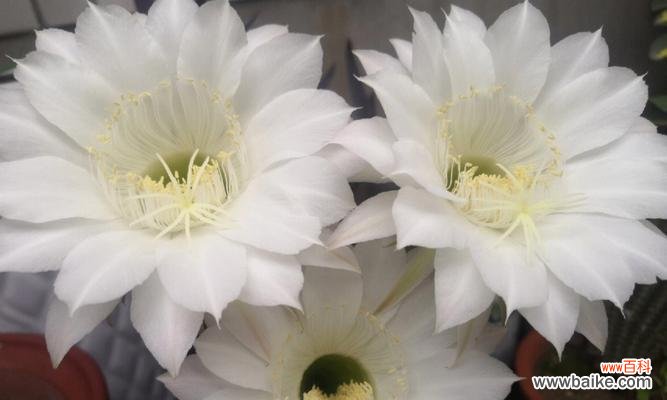 以仙人球开花白色寓意的美丽与象征 仙人球之白色花开