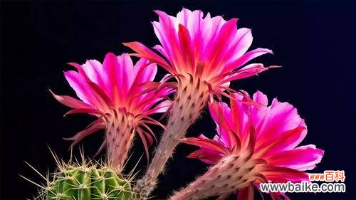 揭示仙人球开花背后的含义 仙人球开花的象征意义