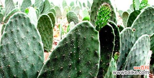 探寻仙人掌的神秘力量和生命哲学 仙人掌的寓意与象征