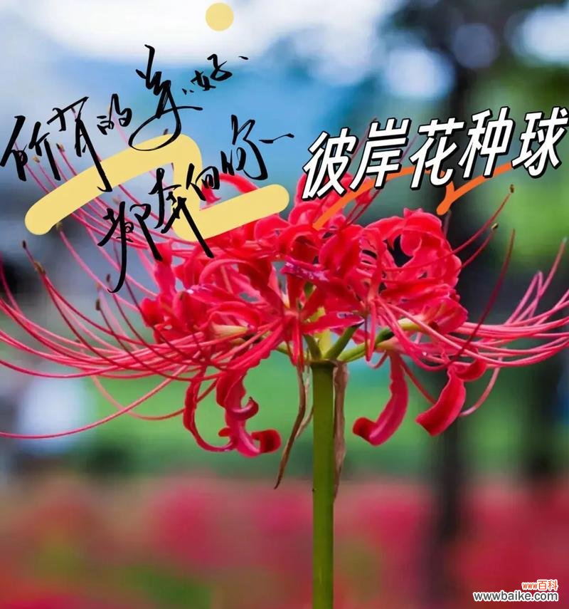 哪种花的花语寓意着亲人的归来？