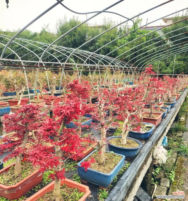 黏豆包的花语是什么?它有什么特别的含义吗?