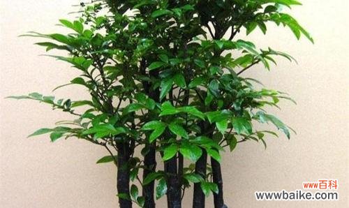 黏豆包的花语是什么?它有什么特别的含义吗?