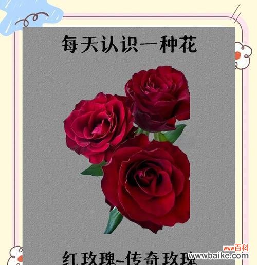 红玫瑰1支代表什么意义?花语中隐藏的情感是什么?
