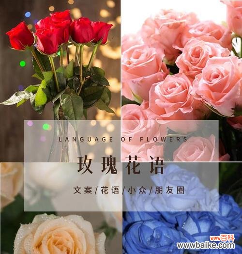 红玫瑰1支代表什么意义?花语中隐藏的情感是什么?