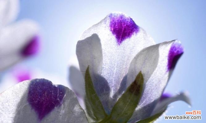 红针花语代表了哪种花？