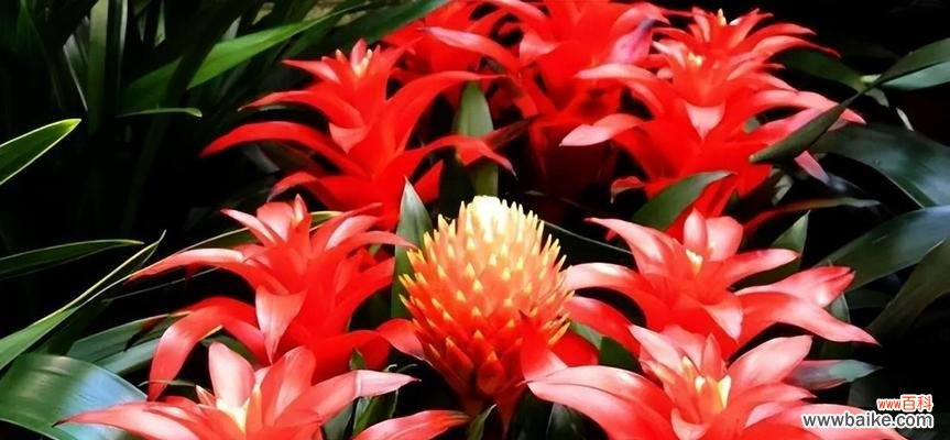 红针花语代表了哪种花？