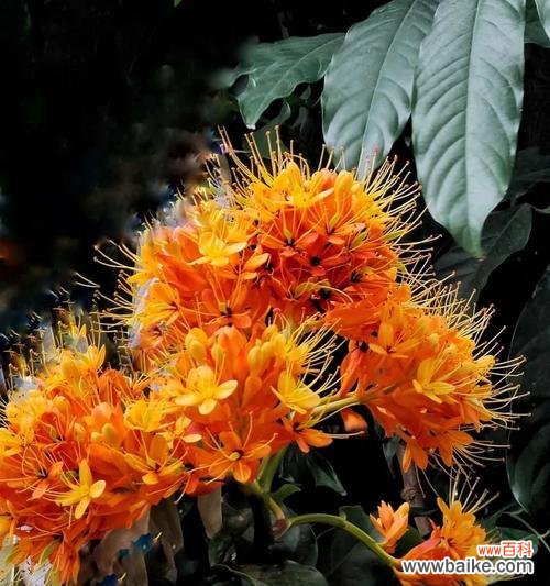 无忧花去掉烦恼的花语是什么？如何使用它来减压？