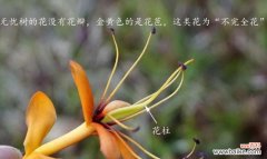 无忧花去掉烦恼的花语是什么？如何使用它来减压？