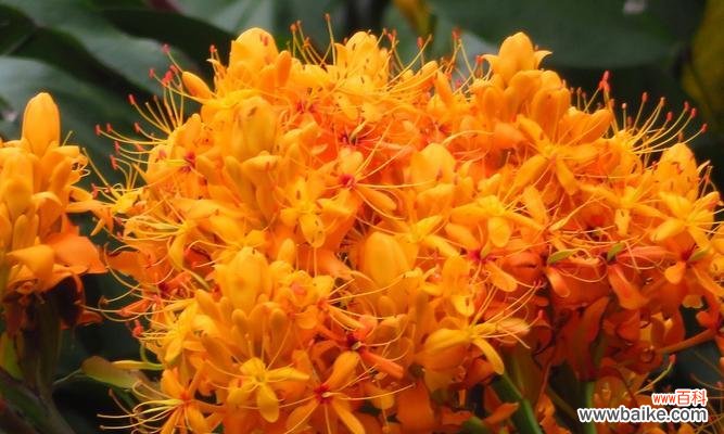 无忧花去掉烦恼的花语是什么？如何使用它来减压？