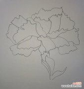 石竹和康乃馨的花语分别是什么？含义是什么？