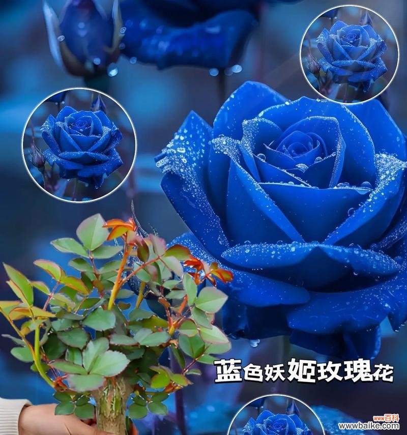 蓝色簪花的花语代表了什么？