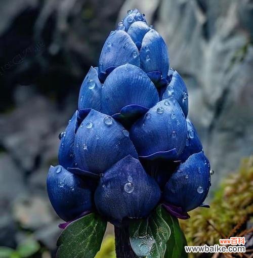 蓝色簪花的花语代表了什么？