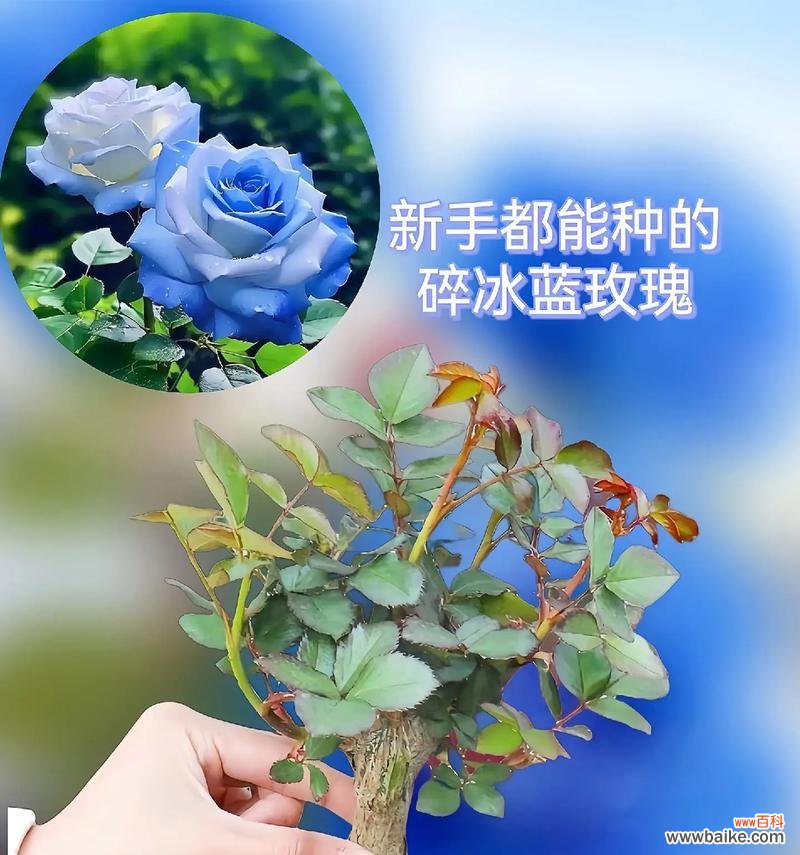 蓝色簪花的花语代表了什么？