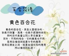 洒脱的百合花语是什么？葱花有什么花语吗？