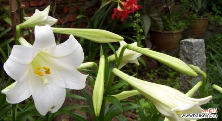 洒脱的百合花语是什么?葱花有什么花语吗?