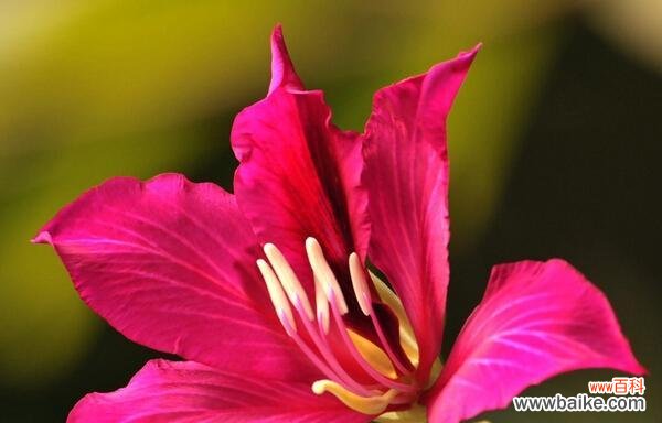 以花语为媒介，让无忧花成为心灵的寄托 无忧花花语