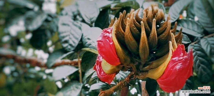 以花语为媒介，让无忧花成为心灵的寄托 无忧花花语