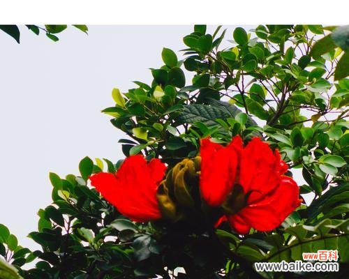 美丽的无忧花,让忧愁远离 无忧花的花语