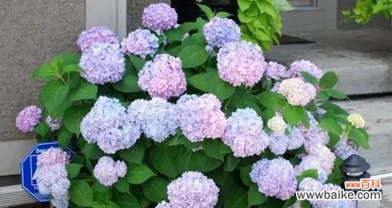 一朵美丽而神秘的花，传递着深情的讯息 无尽夏绣球花语-繁华绽放的爱之舞