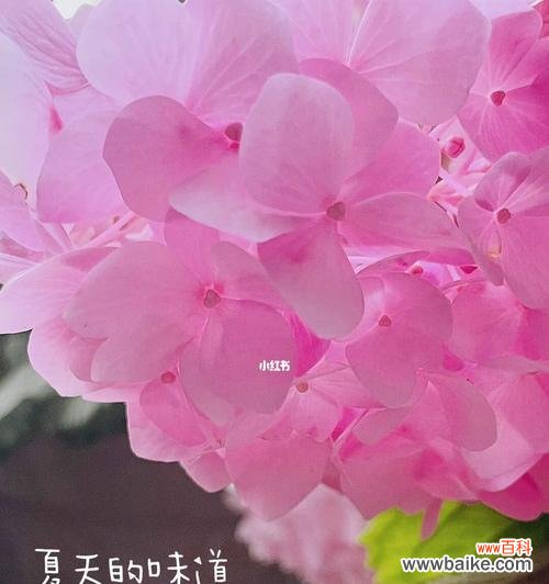 一朵美丽而神秘的花，传递着深情的讯息 无尽夏绣球花语-繁华绽放的爱之舞