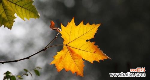 古老的树种中蕴含的奇妙能量 梧桐树的寓意与风水