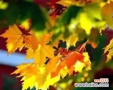 古老的树种中蕴含的奇妙能量 梧桐树的寓意与风水