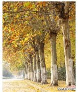 洒脱自由的梧桐树 梧桐树的寓意与人生