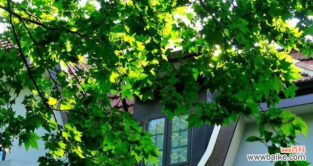 洒脱自由的梧桐树 梧桐树的寓意与人生