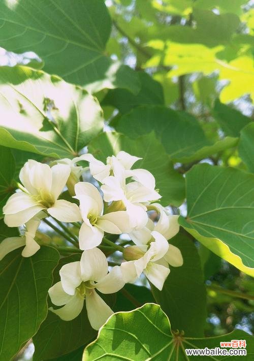 探寻梧桐花的象征意义及文化内涵 梧桐花的寓意是什么