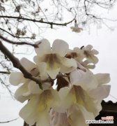 探寻梧桐花的象征意义及文化内涵 梧桐花的寓意是什么