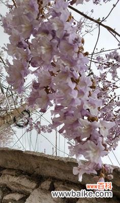 探寻梧桐花的象征意义及文化内涵 梧桐花的寓意是什么