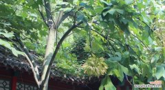 唤醒记忆中的柔情｜梧桐花 梧桐花的花语与美丽