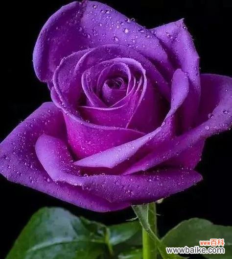 解读五朵玫瑰的隐含深意 五朵玫瑰的象征意义