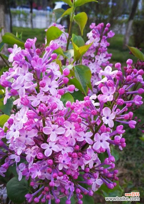 探索五瓣丁香花的美和深意 五瓣丁香花的含义及象征意义