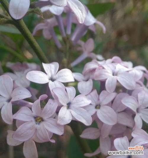 探索五瓣丁香花的美和深意 五瓣丁香花的含义及象征意义