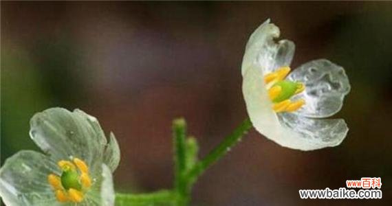 探索五叶草的花语，了解它所代表的吉祥与美好 五叶草的花语