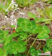 探寻五叶草背后的深层含义 五叶草的象征意义