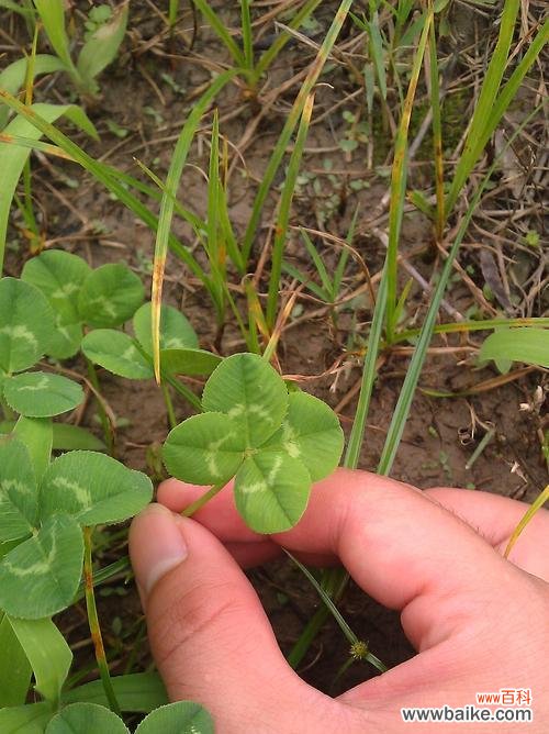 探寻五叶草背后的深层含义 五叶草的象征意义